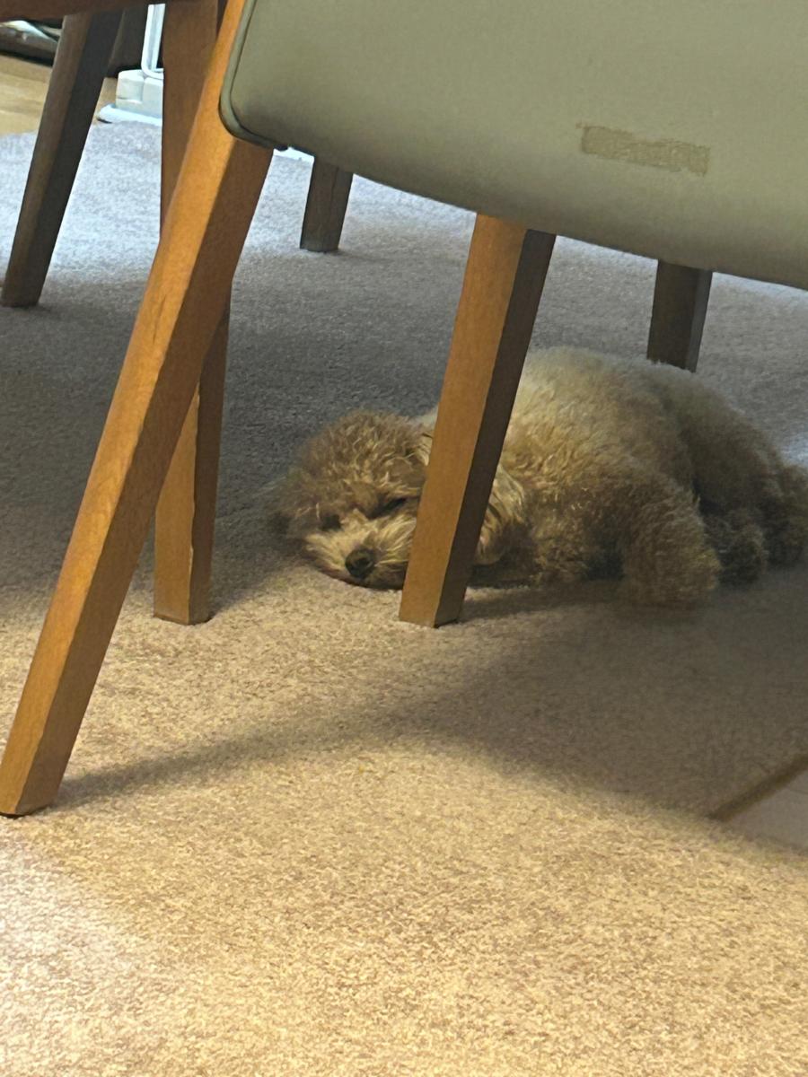 石田 悠佳 - CHEERZ -